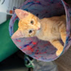 Meet your Posher, Mel